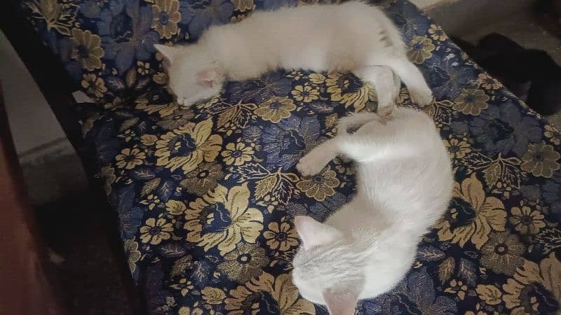 Female Cat and 4 kittens for Sale 1