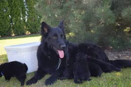 Black shepherd puppies