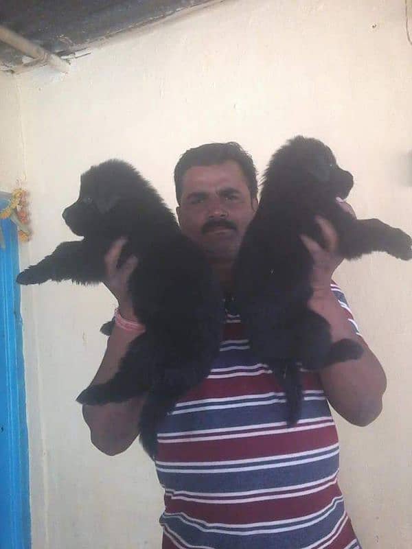 Black shepherd puppies 1