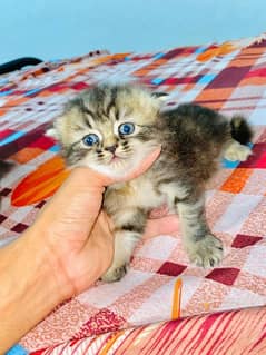 BLACK BROWN LONG COATED FEMALE KITTEN