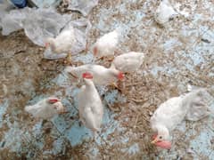 7 Chicken Available for sell