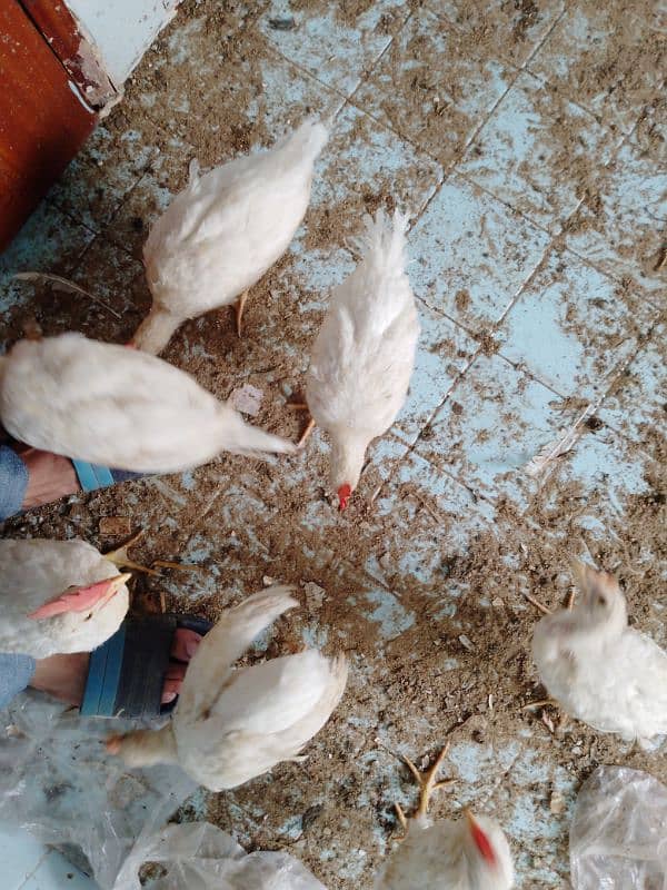 7 Chicken Available for sell 1