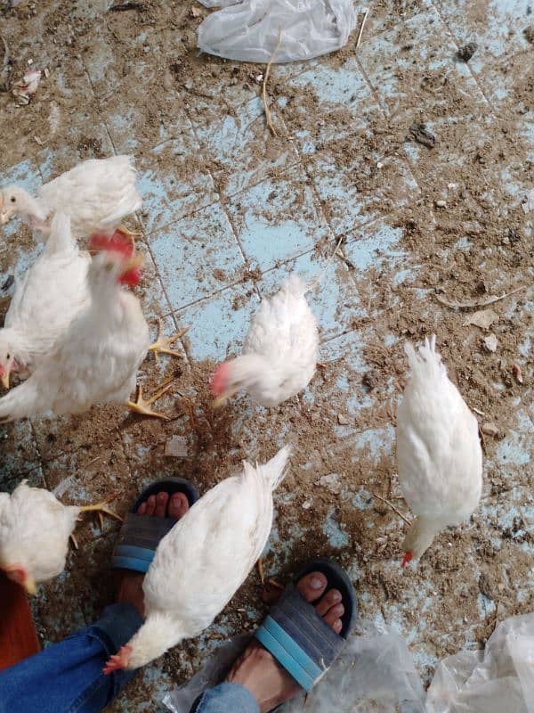 7 Chicken Available for sell 2