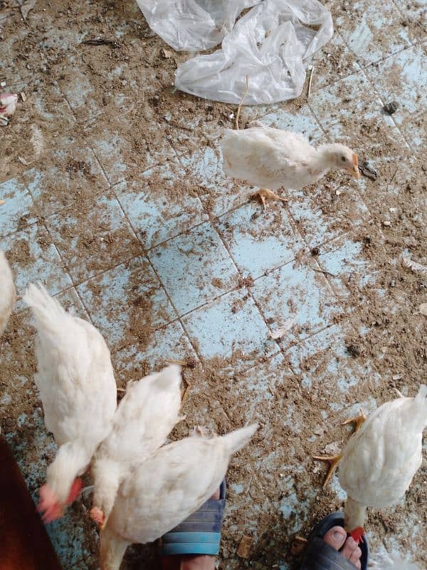 7 Chicken Available for sell 3