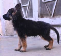 50 days Gsd for sale