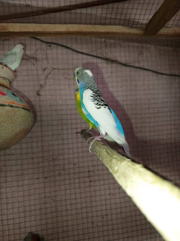 two male budgies 1