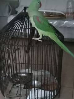 Pahari Parrot