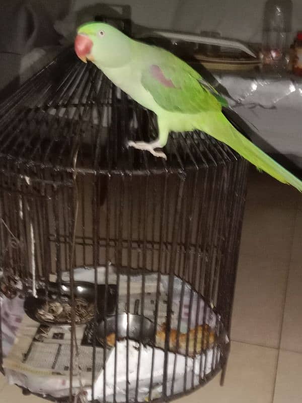 Pahari Parrot 1