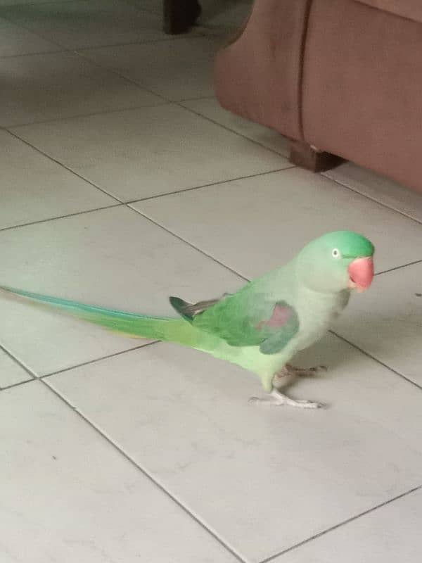 Pahari Parrot 2