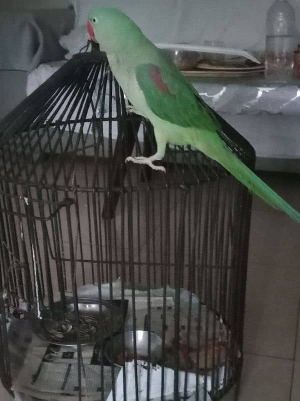 Pahari Parrot 3