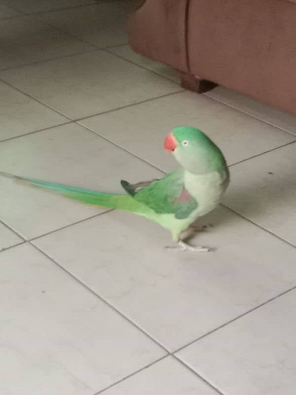 Pahari Parrot 4