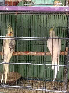 coktail breeder pair . breeders male. . +babys 0