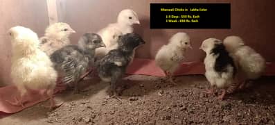 Mianwali Aseel lakha chicks & Heera chicks in white nok nali