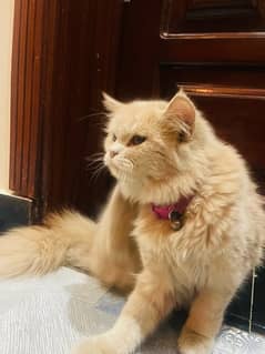 Persian cat tripple coated sell