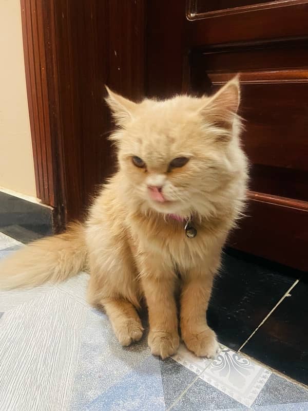 Persian cat tripple coated sell 1