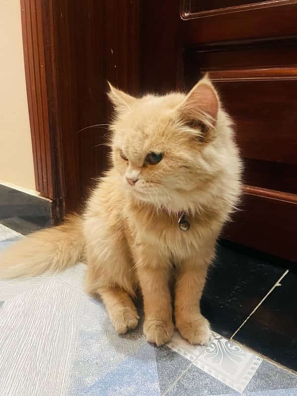 Persian cat tripple coated sell 2