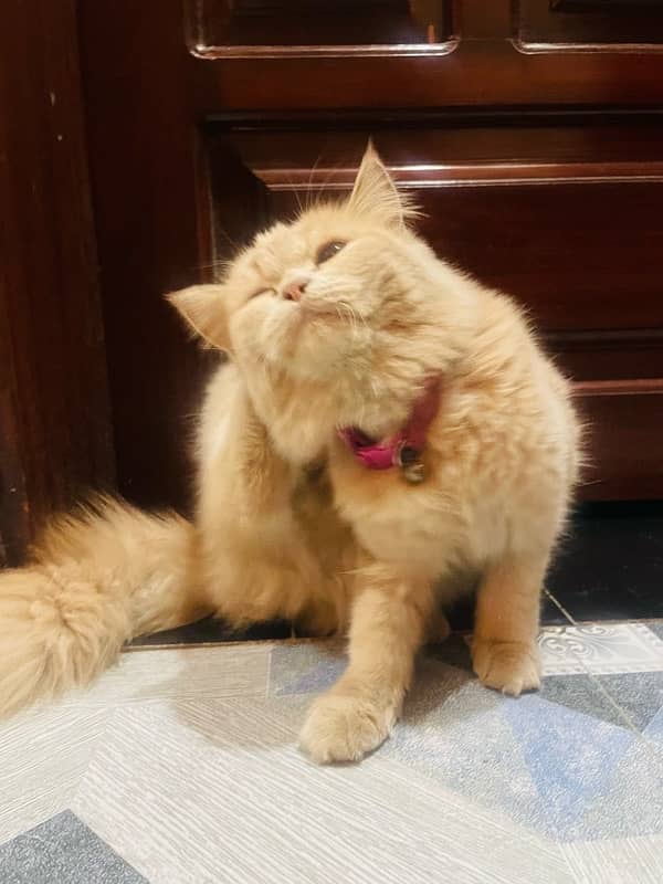 Persian cat tripple coated sell 3