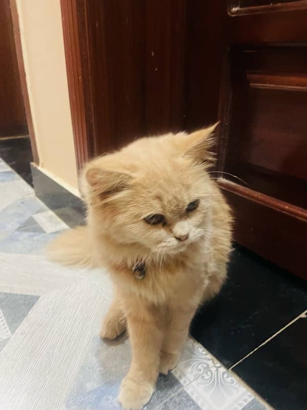 Persian cat tripple coated sell 4