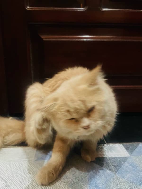 Persian cat tripple coated sell 5