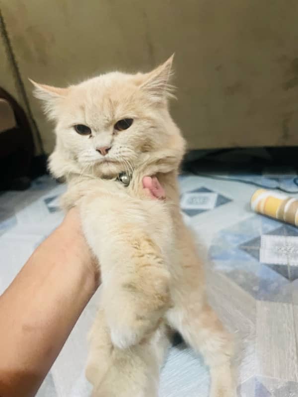 Persian cat tripple coated sell 6