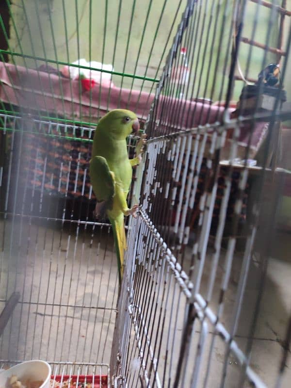 Kahta Female  parrots For sale  9 month Age 0