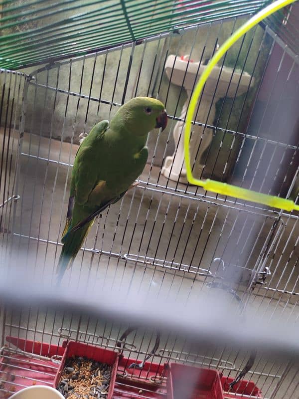 Kahta Female  parrots For sale  9 month Age 1