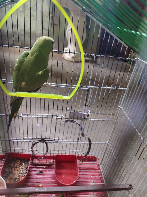 Kahta Female  parrots For sale  9 month Age 2