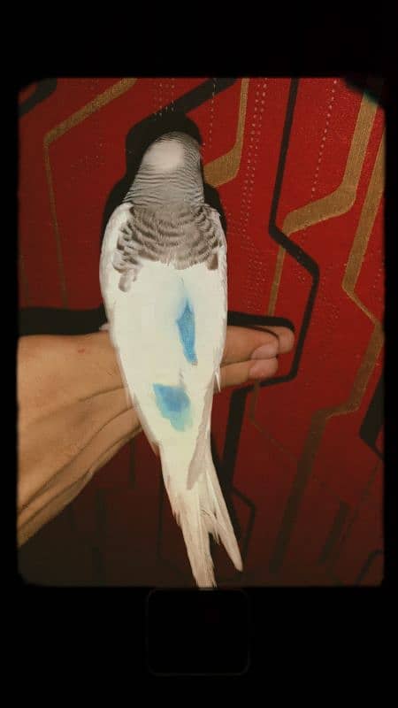 Hand tame parrot 1