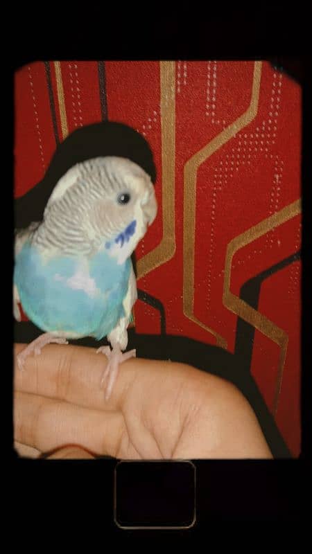 Hand tame parrot 2