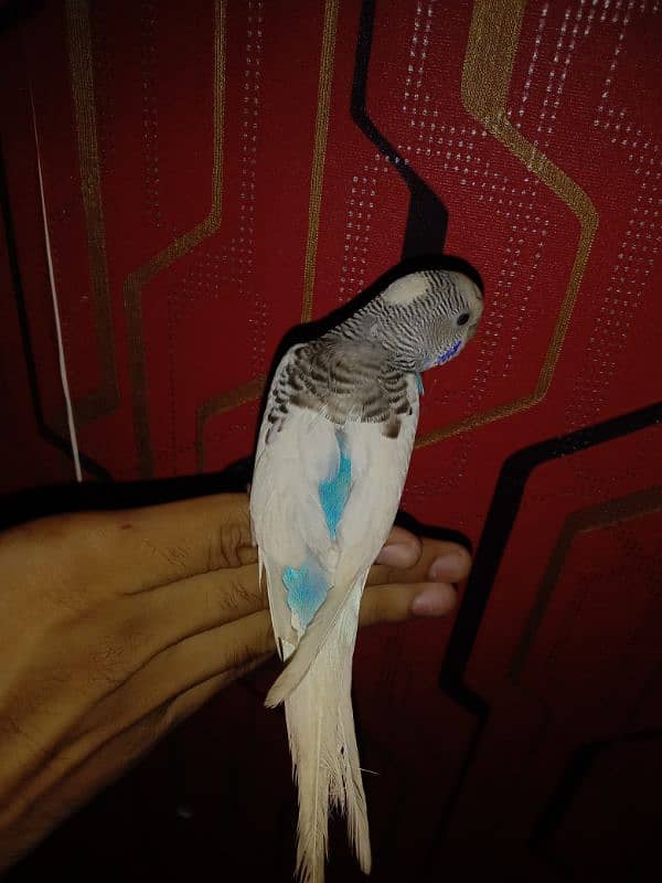 Hand tame parrot 3