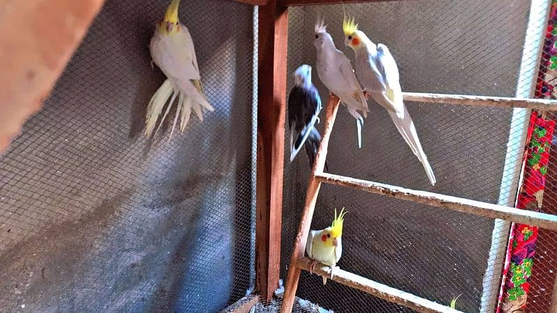 Healthy Pieces of Cocktail Parrots For Sale 0