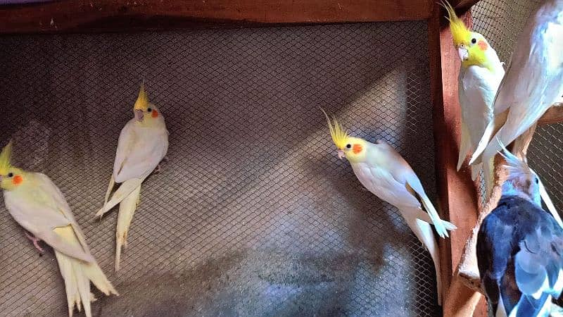 Healthy Pieces of Cocktail Parrots For Sale 1