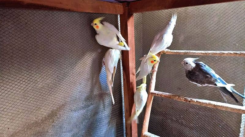 Healthy Pieces of Cocktail Parrots For Sale 2