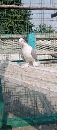 Fantail pamoz sherazi female top quality with high feathers socks