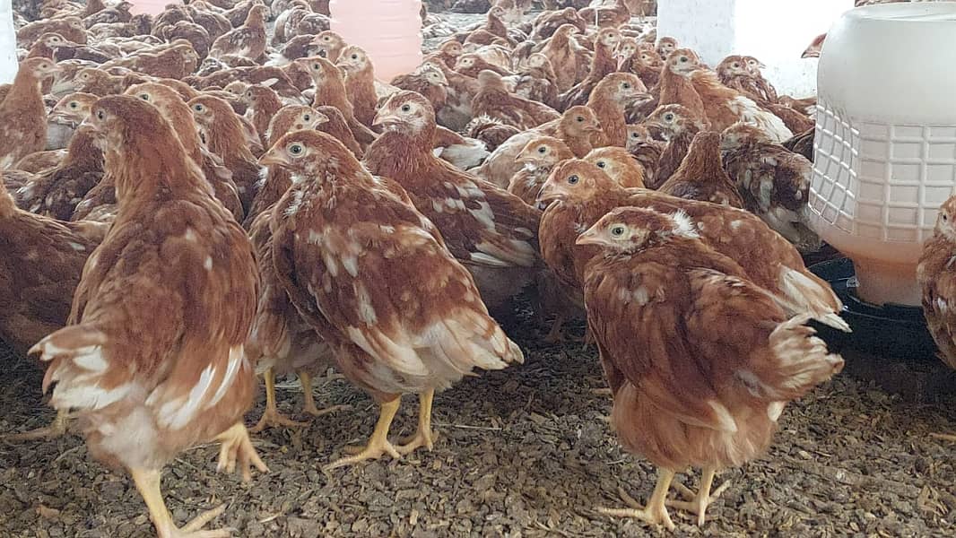 Lohman brown hens/Lohman Chicks/eggs laying murghi for sale 7