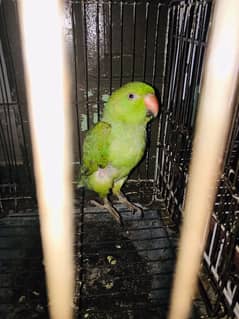 green talking parrot 0