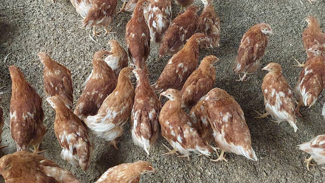 Lohman brown hens/Lohman Chicks/eggs laying murghi for sale 1