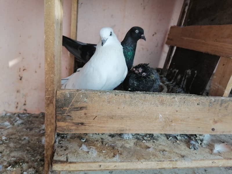 Pigeons for Sale Urgently 1