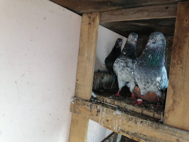 Pigeons for Sale Urgently 4