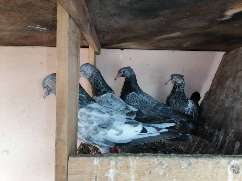 Pigeons for Sale Urgently 5