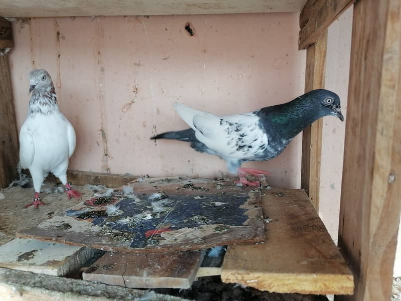 Pigeons for Sale Urgently 6