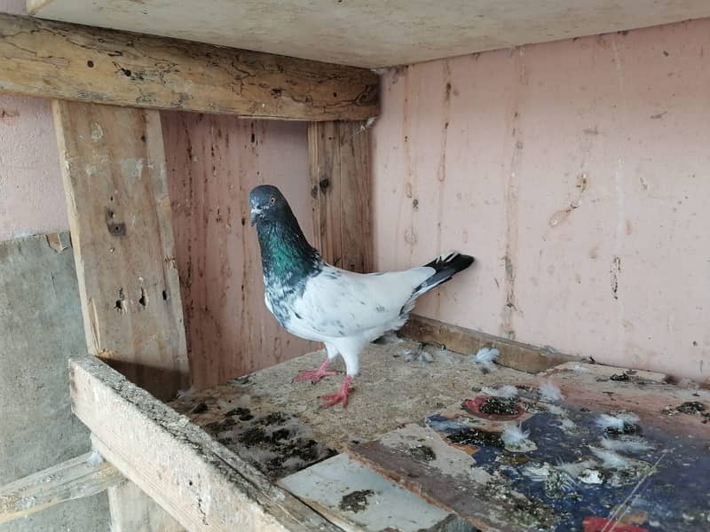 Pigeons for Sale Urgently 8