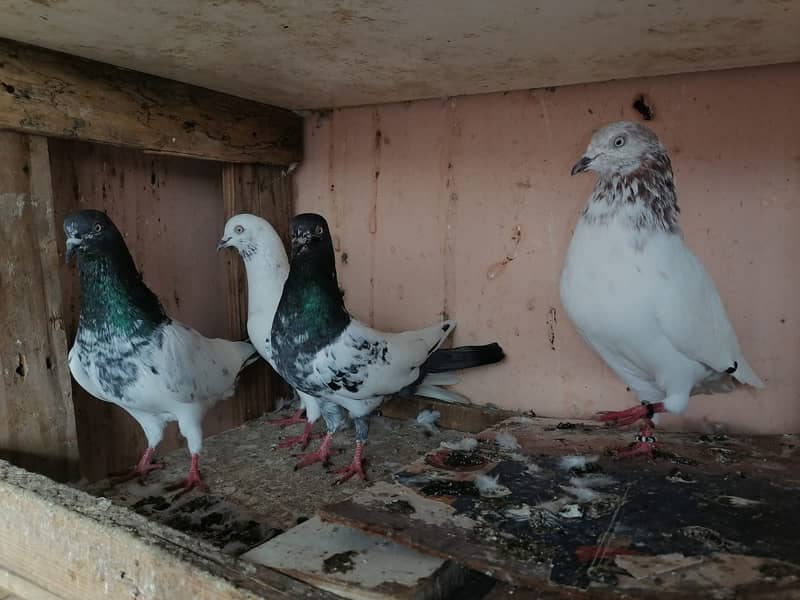 Pigeons for Sale Urgently 9