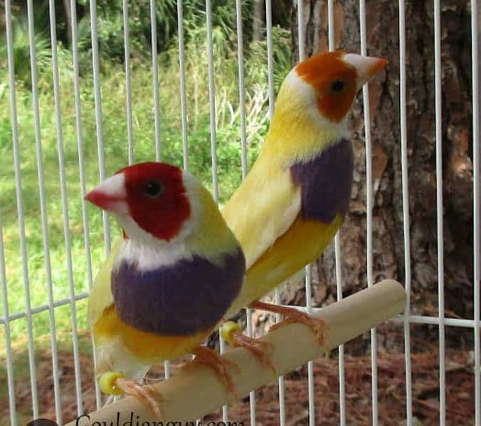 Lady Gouldian finch Breeding Pair 3