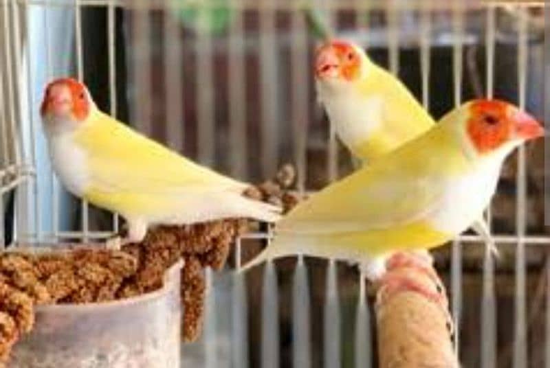 Lady Gouldian finch Breeding Pair 5