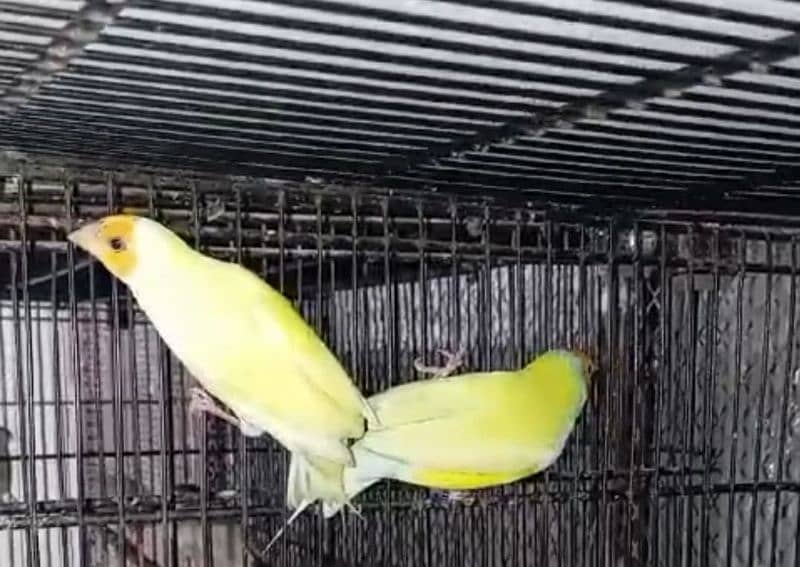 Lady Gouldian finch Breeding Pair 7