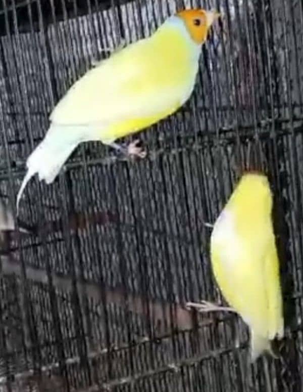 Lady Gouldian finch Breeding Pair 8