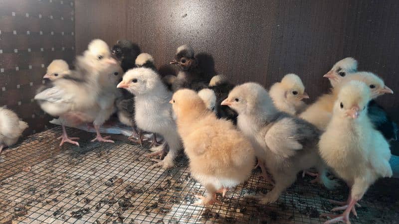 Fancy chicks. white, black Polish. golden and white buff 03096360200 2