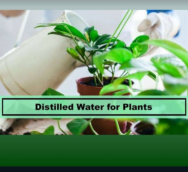 Distilled water TDS 0 price 5 Liters 2