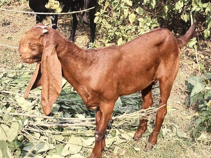 beatl goats 03208536748 4